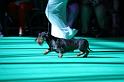 Crufts_dachshunds 158